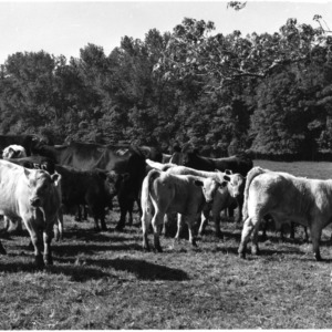 Crossbred Calves