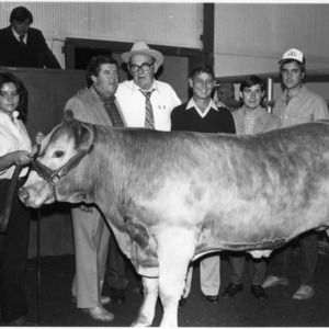 Beef Cattle Judging
