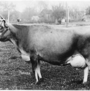 Brown Lady's Little Jewel, record-winning cow