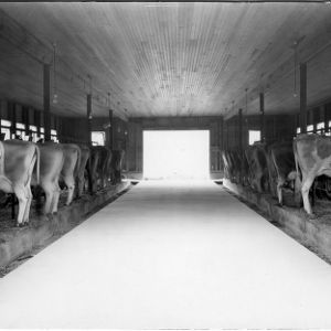 Milking barn