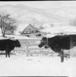 Shorthorn milkers, Springdale