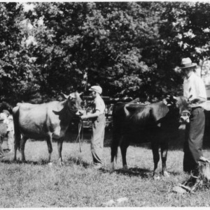 Men and children with cows and calves