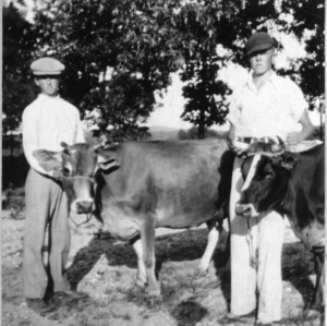 Two boys with cows