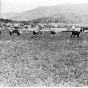 Herd of Jersey cattle, Mountain Branch Station