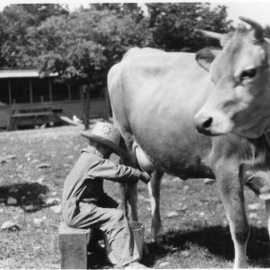 Boy milking a cow