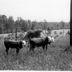 R-S x Hereford [crossbred] calves