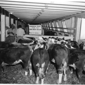 Commercial calves in barn