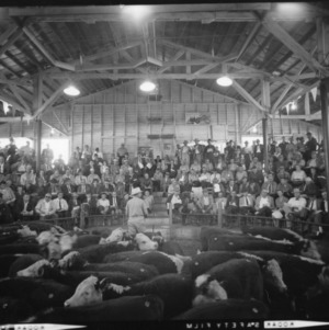 Cattle in arena with crowd