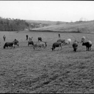 Men and cattle in pasture