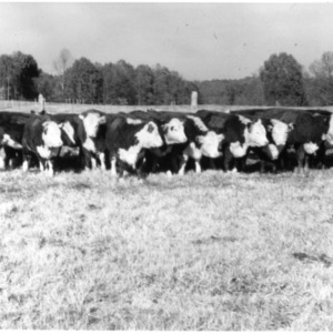 Polled Hereford cattle in pasture