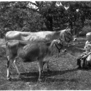 Boy with two cows