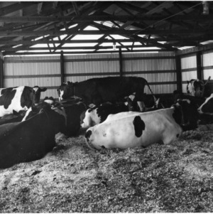 Cattle in barn