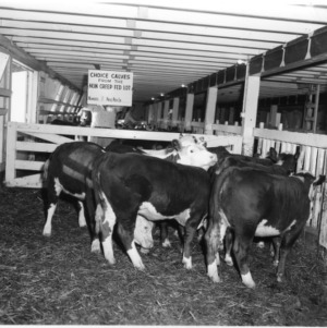 Choice calves in barn