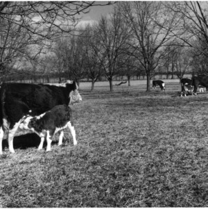 Cows and calves in pasture