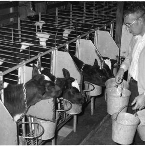 Calf feeding, animal science, dairy extension