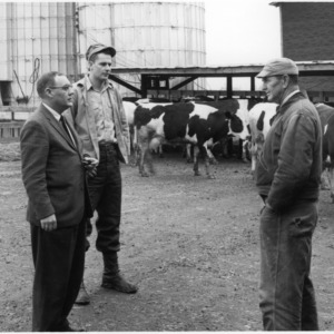 Three men, cattle at farm