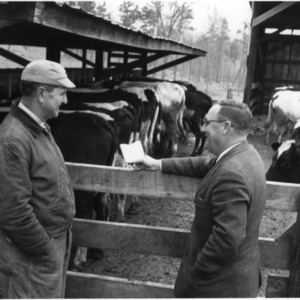 Two men, cattle in enclosure