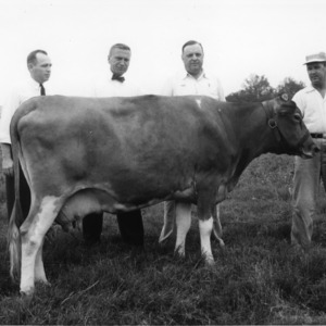 Four men with cow