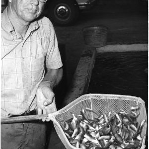 Commercial fish farmer, Joe Penny, Jr. holding net with minnows