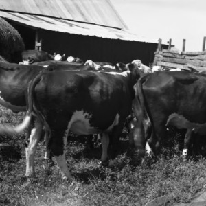 Hereford Cattle Herd