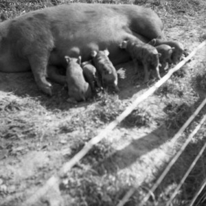 Sows and Piglets