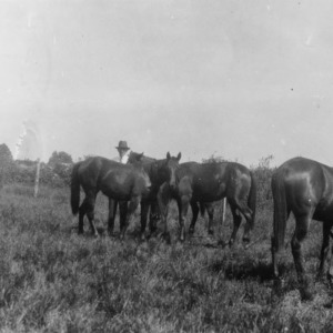 Hugh Mayo with Horses