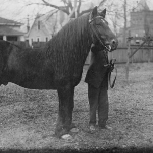 Man With Horse