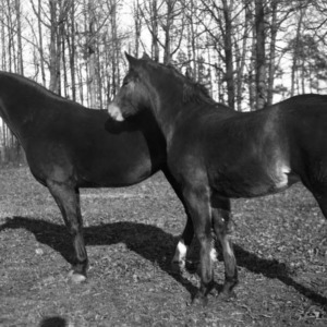 Two Colts on Ashcroft Farm, Mecklenburg County