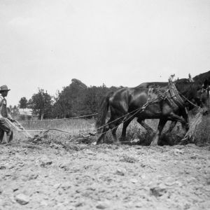 Plowing With Horses