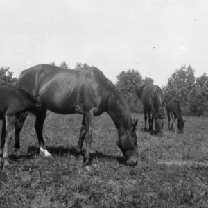 Mares and Colts