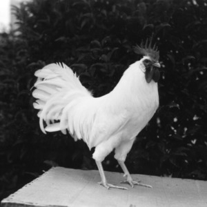 White Leghorn Cockerel