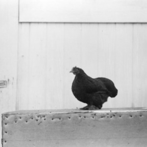 Chicken at State Fair, 1950