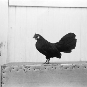 Chicken at State Fair, 1950