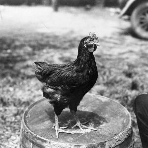 Chicken perched on barrel
