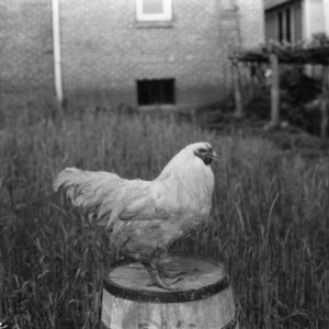 Hen perched on a barrel