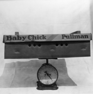 Baby Chick Pullman