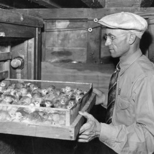 Tray of chicks being taken out of the incubator, Addison County, Vermont 1939