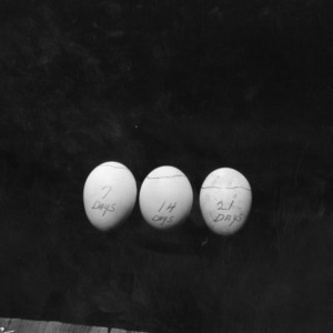Eggs at 7, 14 and 21 days