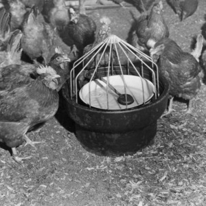 Poultry Waterer