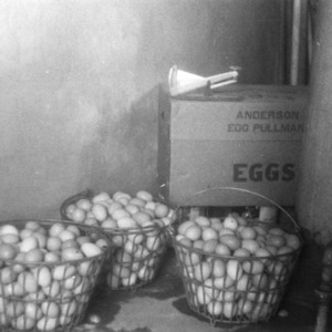 Eggs in wire basket in egg holding room