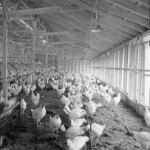 Automatic Feeder in Poultry House, March 1958