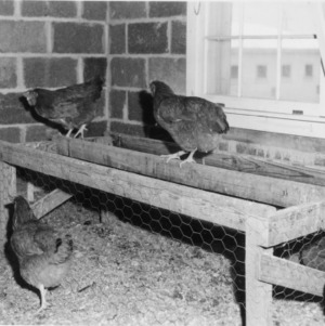 Equipment - Roosting Rack, College Poultry Farm