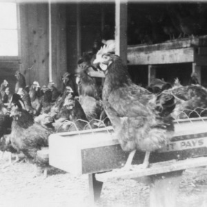 Poultry House - Flock belonging to J. Garrett Lee of Four Oaks,