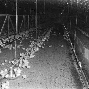 Inside the Poultry House