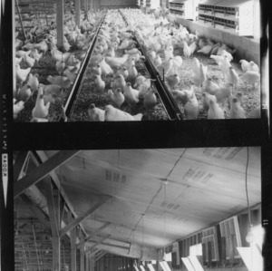 Chicks Inside the Poultry House