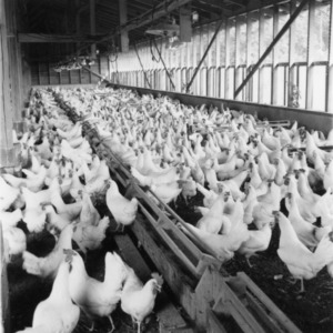 Inside the Poultry House