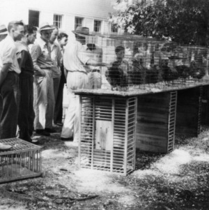 C.J. Maupin Instructs in Flock Selection, 1942