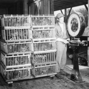 Weighing birds at Piedmont Dressing Plant in Concord, NC, 1950