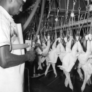 Watson Poultry Co., Rose Hill, N.C., 1960, Removal of Lungs, etc.