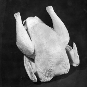 Wax model of "ideal" chicken